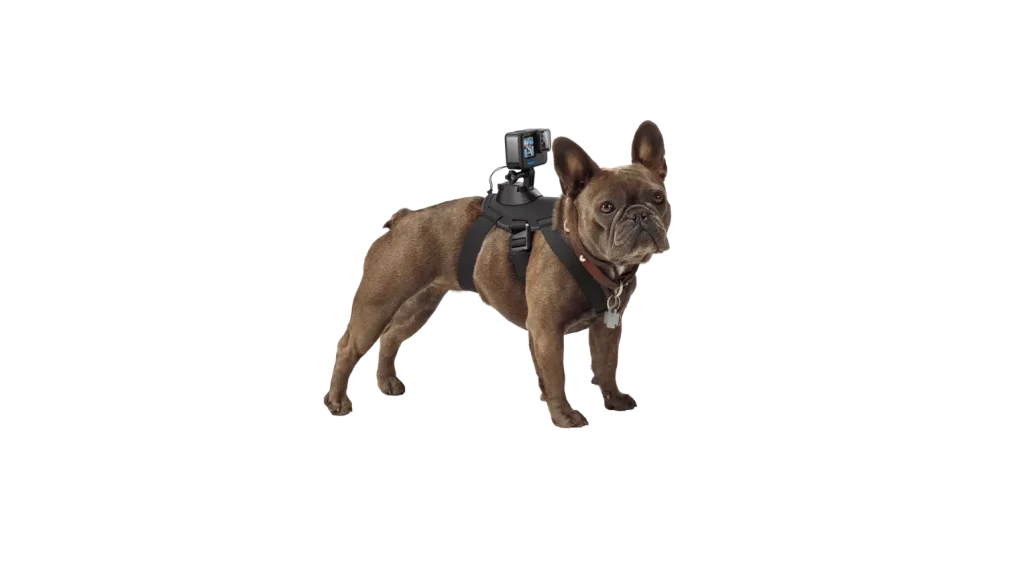 Fetch Dog Harness